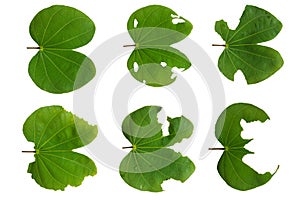 set of Bauhinia malabarica roxb leaf is Bitten by an insect, isolated on a white background