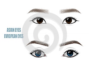 Set of Beautiful Asian and European Woman Eyes and Brows. Vector illustration