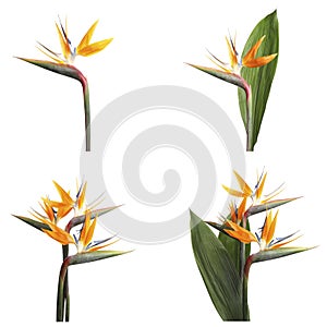 Set with beautiful Bird of Paradise tropical flowers on background