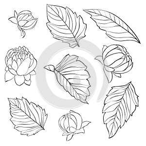 Set of beautiful black and white dahlia leaves and buds isolated on background.