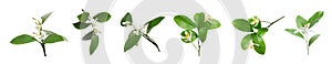 Set of beautiful blooming citrus flowers with leaves on white background. Banner design