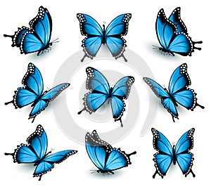 Set of beautiful blue butterflies. photo