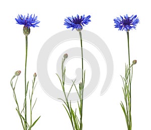 Set with beautiful blue cornflowers on white background