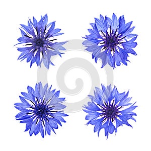 Set with beautiful blue cornflowers on white background