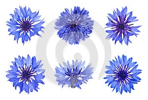 Set with beautiful blue cornflowers on white background