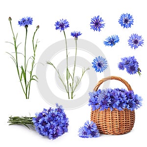 Set with beautiful blue cornflowers on white background