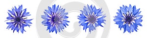 Set with beautiful blue cornflowers on white background. Banner design