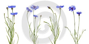 Set with beautiful blue cornflowers on white background. Banner design