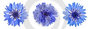 Set with beautiful blue cornflowers on white background. Banner design