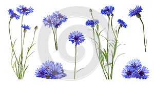 Set with beautiful blue cornflowers on white. Banner design