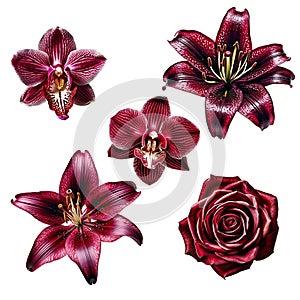 set of beautiful bright burgundy red flowers lily, rose, orchid, gift for women\'s day, spring design element, isolated