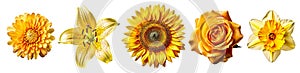 set of beautiful bright yellow flowers lily, rose, chrysanthemum, sunflower, narcissus, gift for women\'s day, spring design