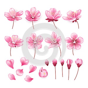 Set of beautiful cherry tree flowers isolated on transparent background. Collection of pink sakura or apple blossom