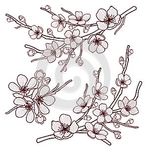 Set of beautiful cherry tree flowers isolated on wite background. Collection of hand drawn sakura or apple blossom