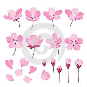 Set of beautiful cherry tree flowers isolated on wite background. Collection of pink sakura or apple blossom, japanese