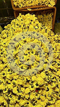 Set of beautiful chrysanthemum flower -Bright warm light focusing the grand yellow colour beautiful flower