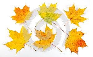 Set of beautiful colorful autumn leaves isolated on white