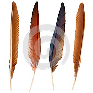 Set of beautiful and colorful bird feathers isolated