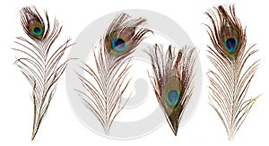 Set of beautiful and colorful peacock feathers