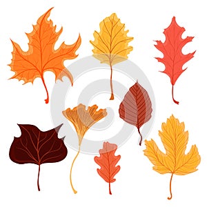 Set of beautiful colourful autumn leaves or fall foliage icons. Vector stock illustration isolated on white background.