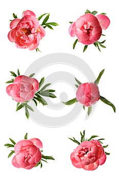 Set of beautiful coral peony flowers on white background