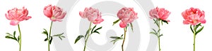 Set of beautiful coral peony flowers on white background. Banner design