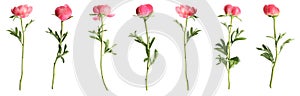 Set of beautiful coral peony flowers on white background. Banner design