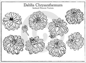 Set of Beautiful Dahlia Vector isolated on White Background. Hand Drawn Vectors