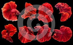 Set of beautiful eight betta fish, Collection movement of red Betta,  Siamese fighting fish, Halfmoon betta Rosetail, Rhythmic