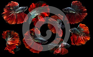 Set of beautiful eight betta fish, Collection movement of red green Betta, Siamese fighting fish, Halfmoon betta Rosetail,