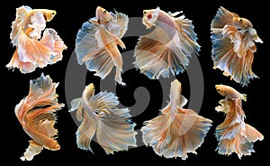 Set of beautiful eight betta fish, Collection movement of yellow Betta,  Siamese fighting fish, Halfmoon betta Rosetail,