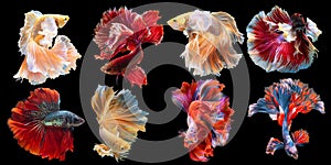 Set of beautiful eight betta fish, Collection in varies movement of multi color Siamese fighting fish, Halfmoon betta Rosetail,