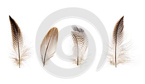 Set of beautiful fragile little bird feathers isolated