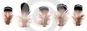 Set of beautiful fragile little bird feathers isolated