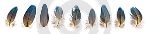 Set of beautiful fragile parrot bird feathers isolated