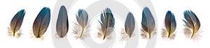 Set of beautiful fragile parrot bird feathers isolated photo