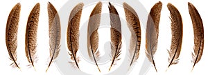 Set of beautiful fragile pheasant bird feathers isolated