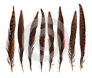 Set of beautiful fragile pheasant bird feathers isolated