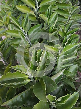 A set of beautiful green leaves