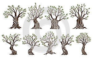 Set of beautiful magnificent olive trees silhouette isolated on white background. Premium quality illustration logo