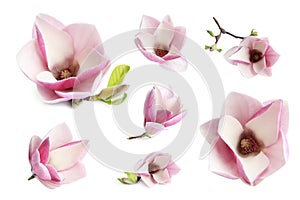 Set with beautiful magnolia flowers on background. Spring blossom