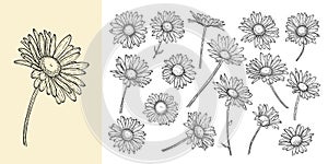 set of beautiful monochrome, black and white daisy flower isolated. for greeting card and invitations of the wedding, birthday,