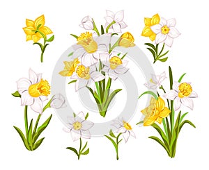 Set of beautiful narcissus flowers for cards, posters, textile etc. Cartoon narcissus vector illustration