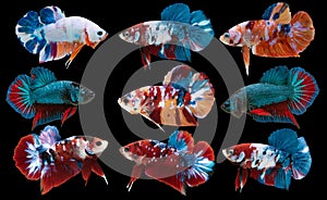 Set of beautiful nine betta fish, Collection movement of multi color Betta, Varies Siamese fighting fish, Cupang, Colorful Shot
