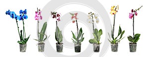 Set of beautiful orchid phalaenopsis flowers in pots