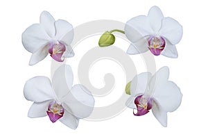 Set of beautiful orchid phalaenopsis, moth orchid, orchid flowers isolated on white background