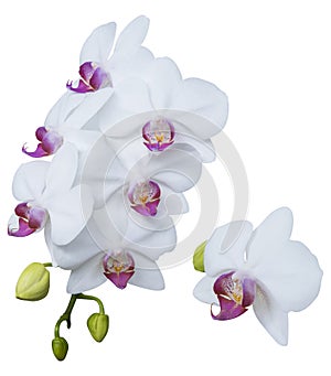 Set of beautiful orchid phalaenopsis, moth orchid, orchid flowers isolated on white background