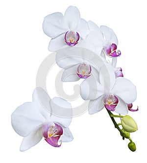 Set of beautiful orchid phalaenopsis, moth orchid, orchid flowers isolated on white background