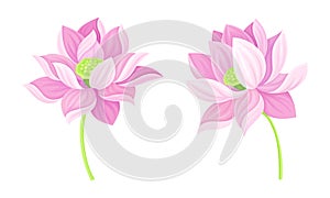 Set of beautiful pink lotus flowers. Symbol of oriental practices, yoga, wellness industry, ayurveda products vector