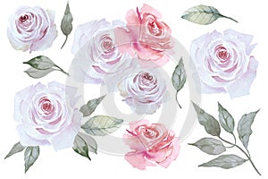 Set of beautiful pink roses. Flowers and leaves isolated on white background. Hand drawn watercolor